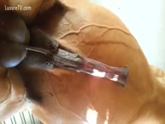 Playing with a horse's ramrod, a hot whore
